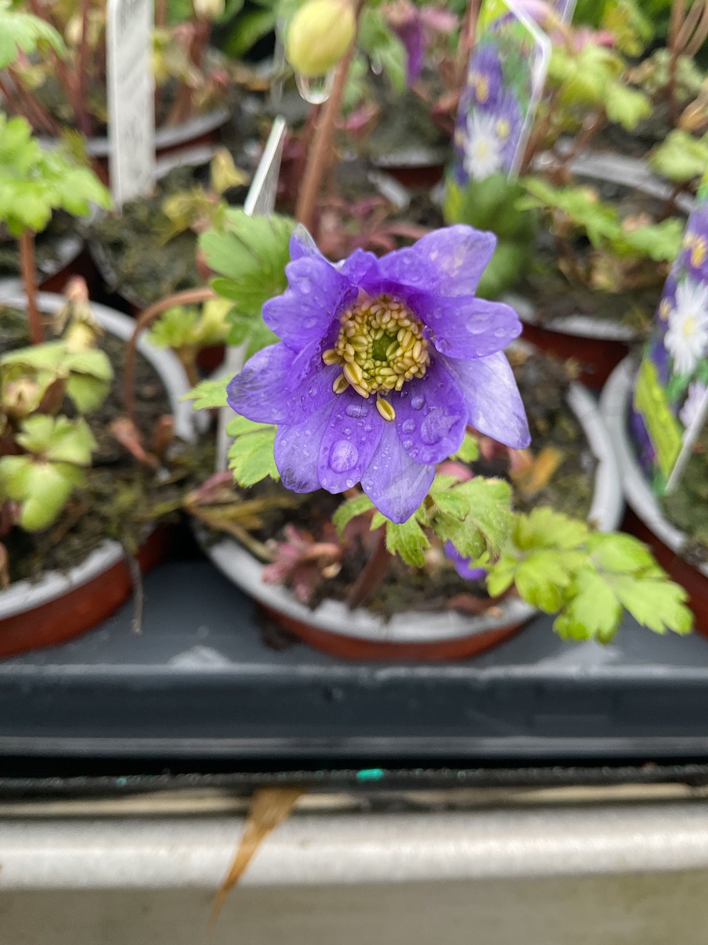 Anemone blanda ‘Blue Shade’ P9 5stk planter