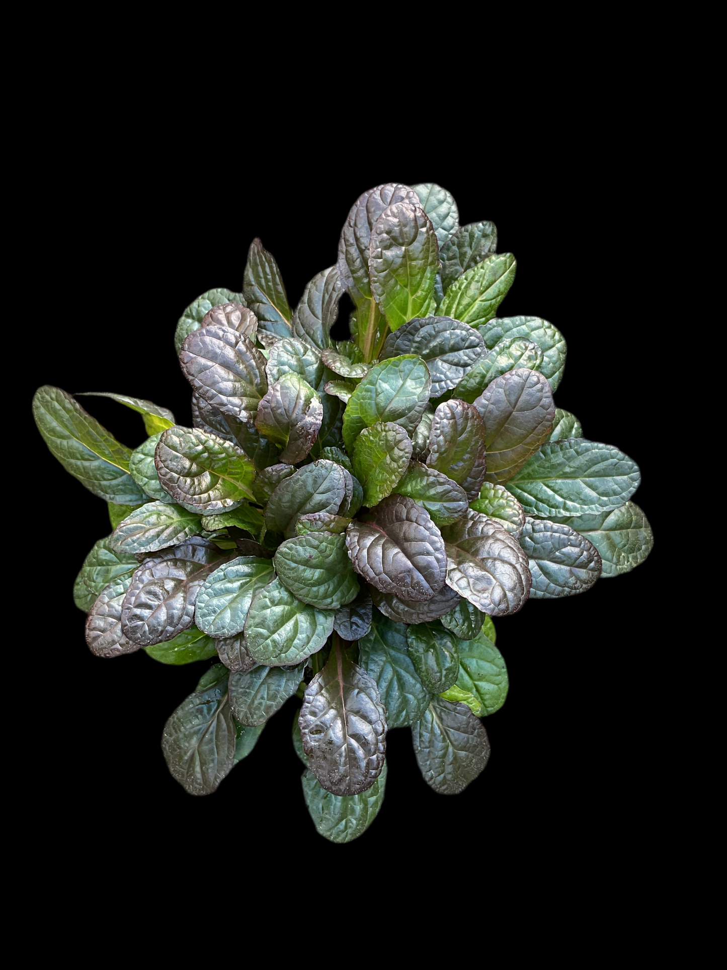 Ajuga reptans ‘Braunherz’ P13