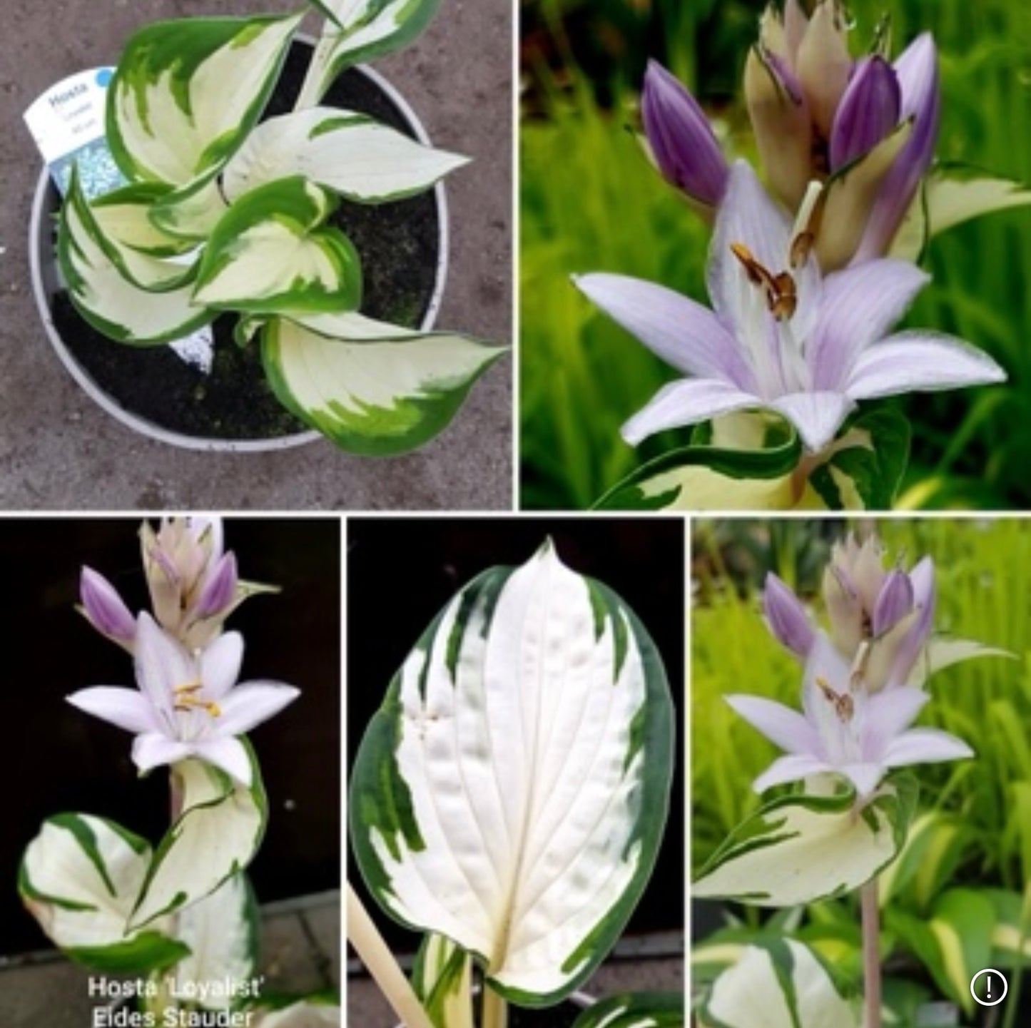 Hosta ‘Loyalist’