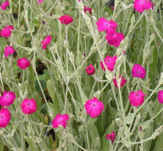 Lychnis coronaria