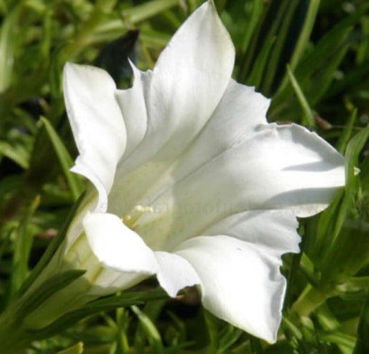 Gentiana sino-ornata ‘Weisser Traum’ P15