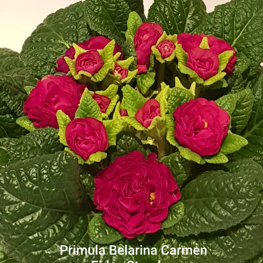 Primula Belarina ‘Carmen’ P13