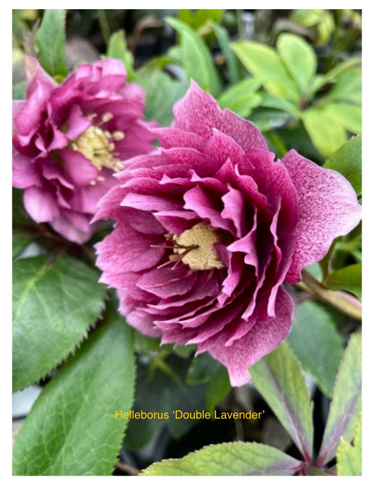 Helleborus orientalis ‘Double Lavender’ P17