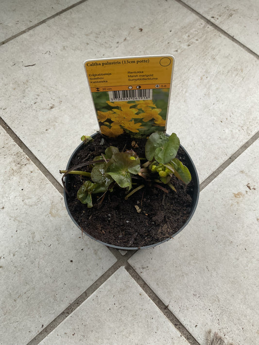 Caltha palustris P11,5