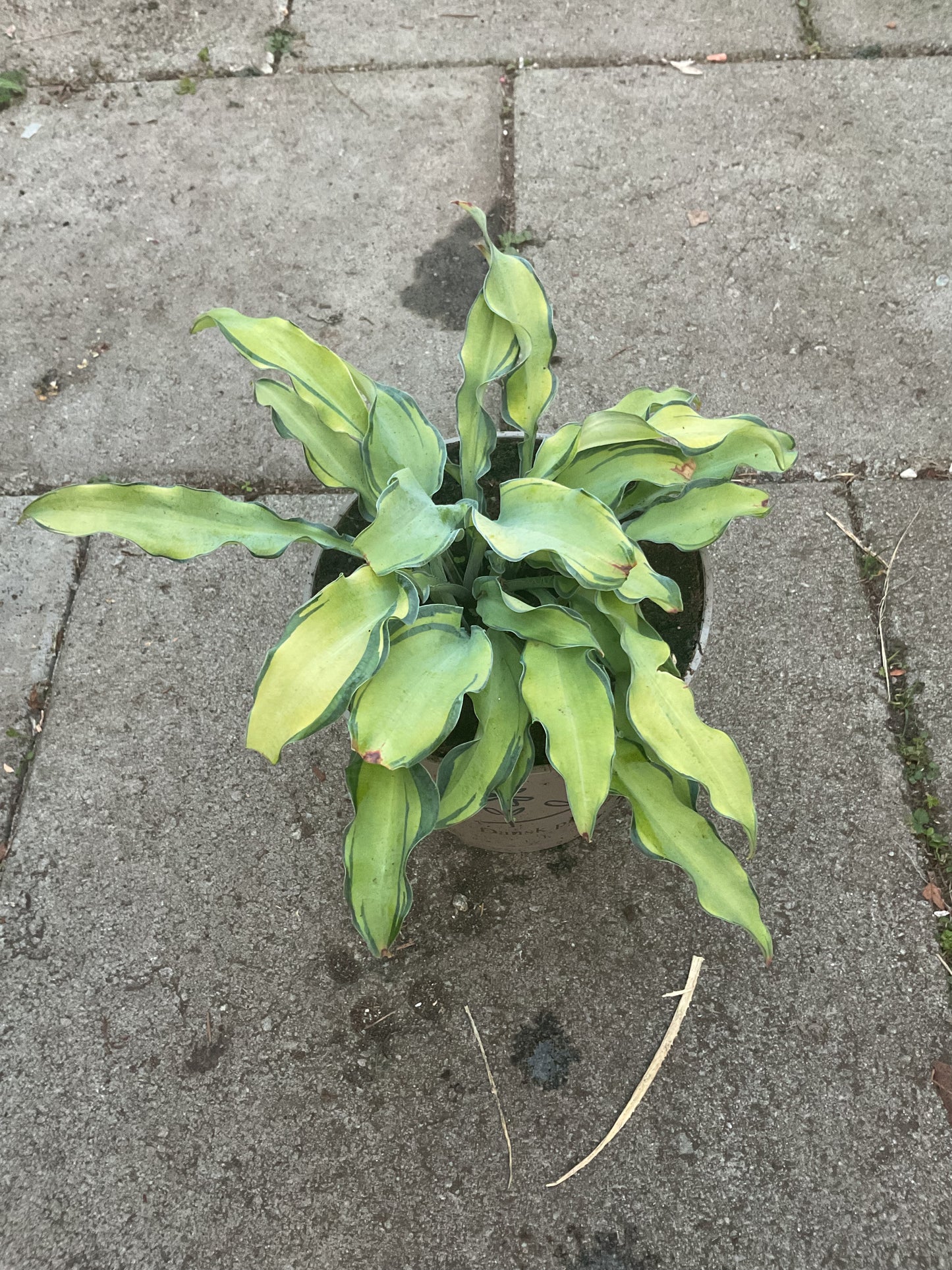 Hosta ‘Gravity Rocks’