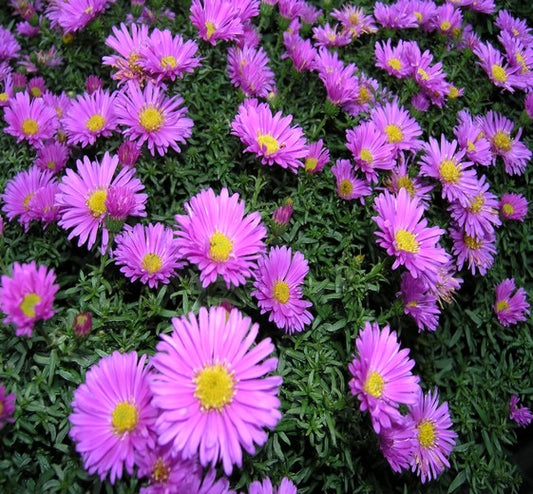 Aster dum. ‘Herbstgruss vom Bresserhof’