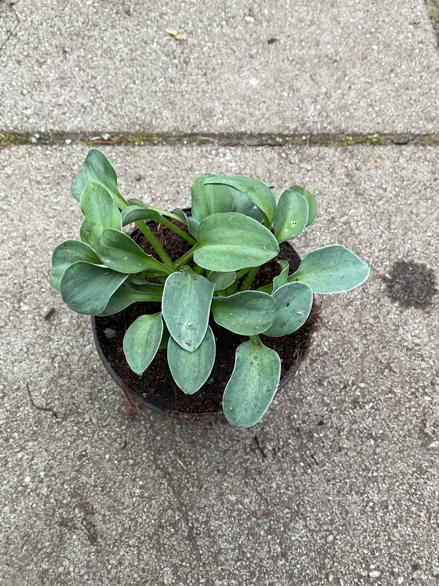 Hosta ‘Magical Mouse Ears’