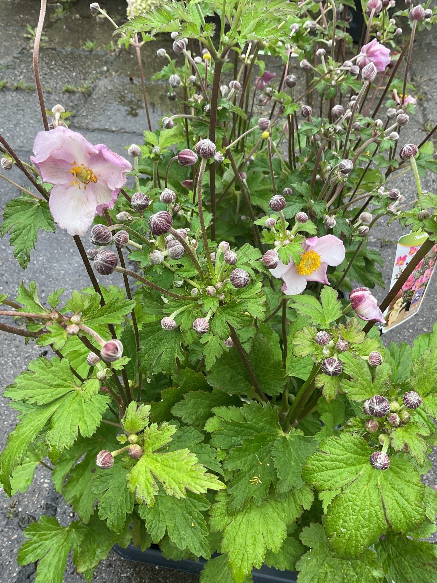 Anemone japonica ‘Fantasy Jasmine’ P13