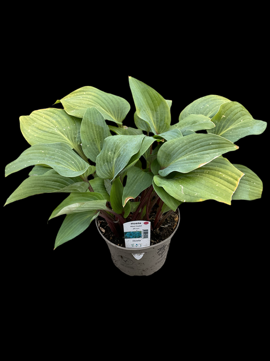 Hosta ‘Red Cadet’