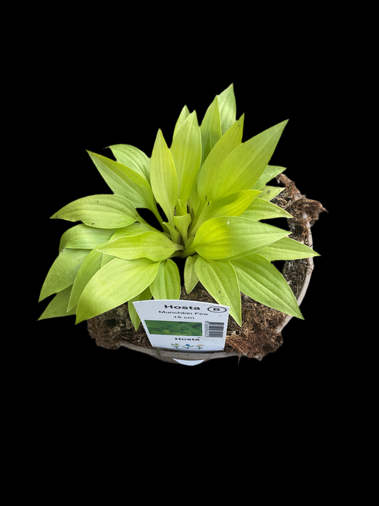 Hosta ‘Munchkin Fire’ P15