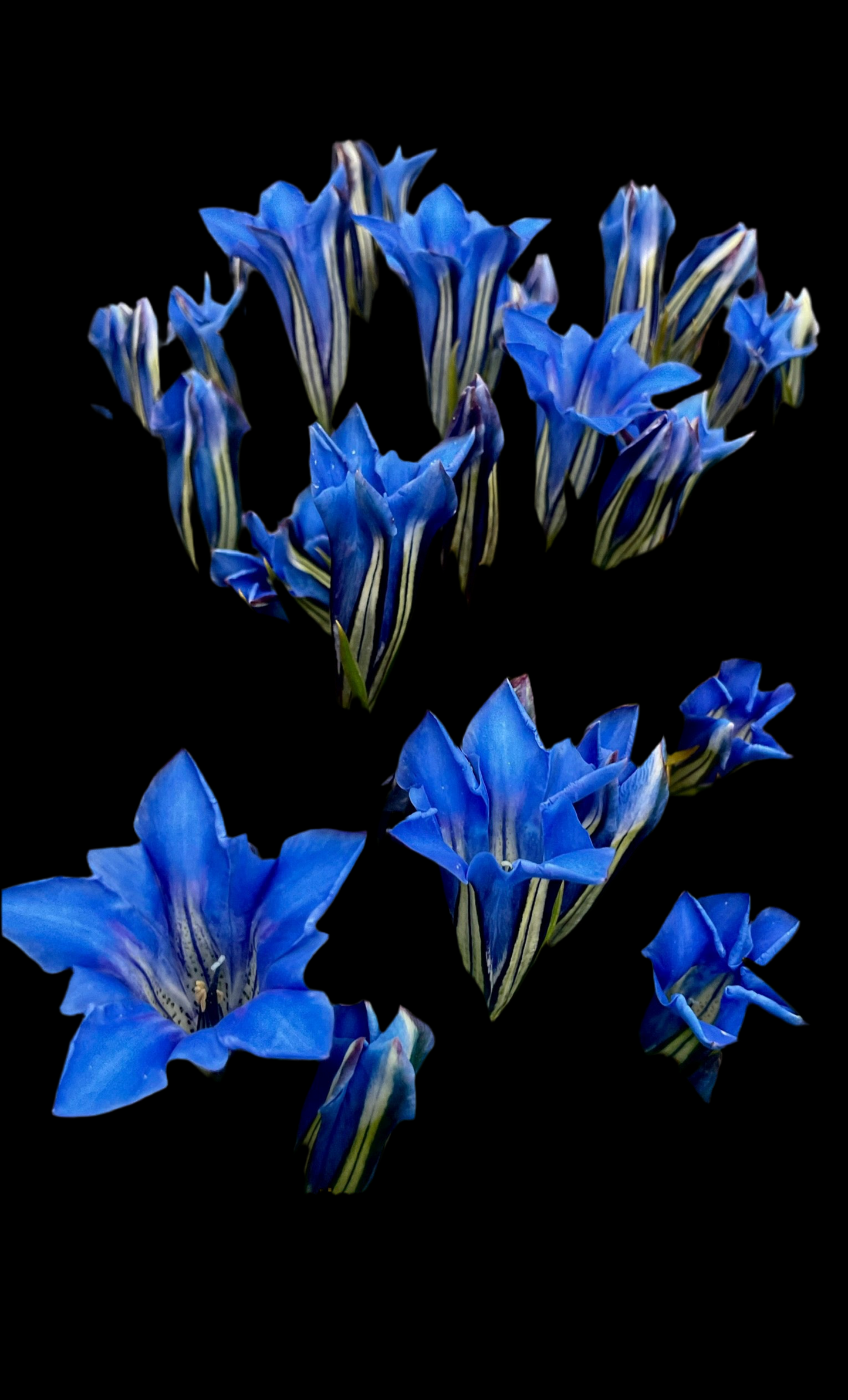 Gentiana x macaulayi ‘Kidbrooke Seedling’ P17