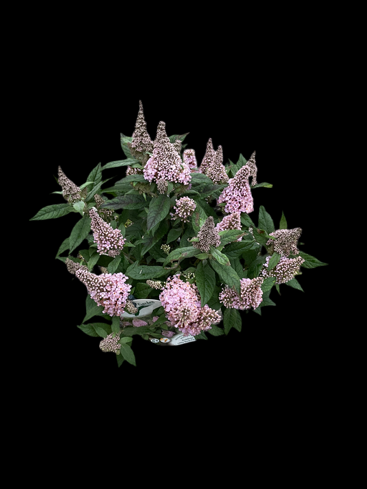 Buddleia davidii ‘Little Rockstars’®️ Pink P13