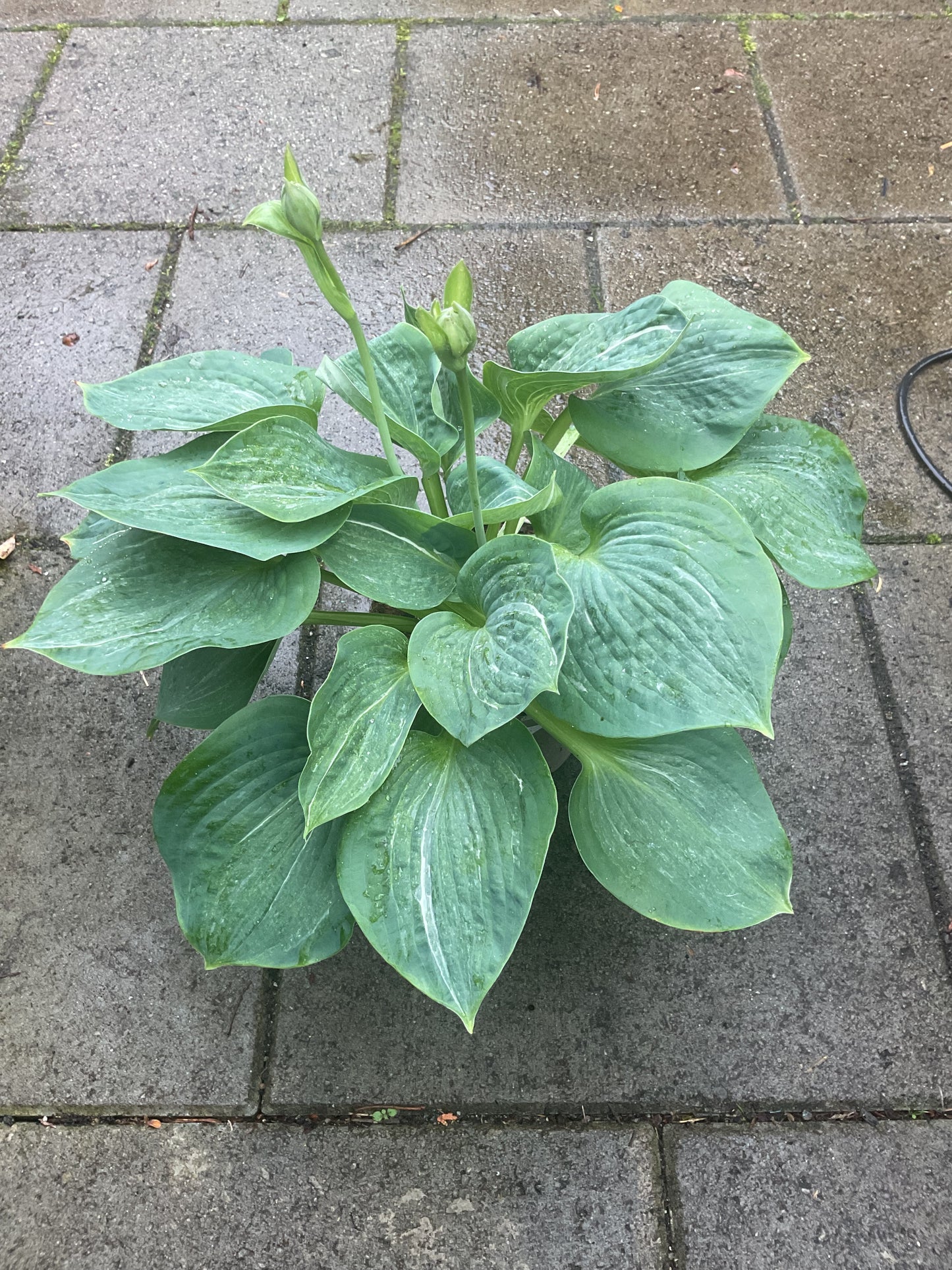 Hosta ‘Spilt Milk’ P15