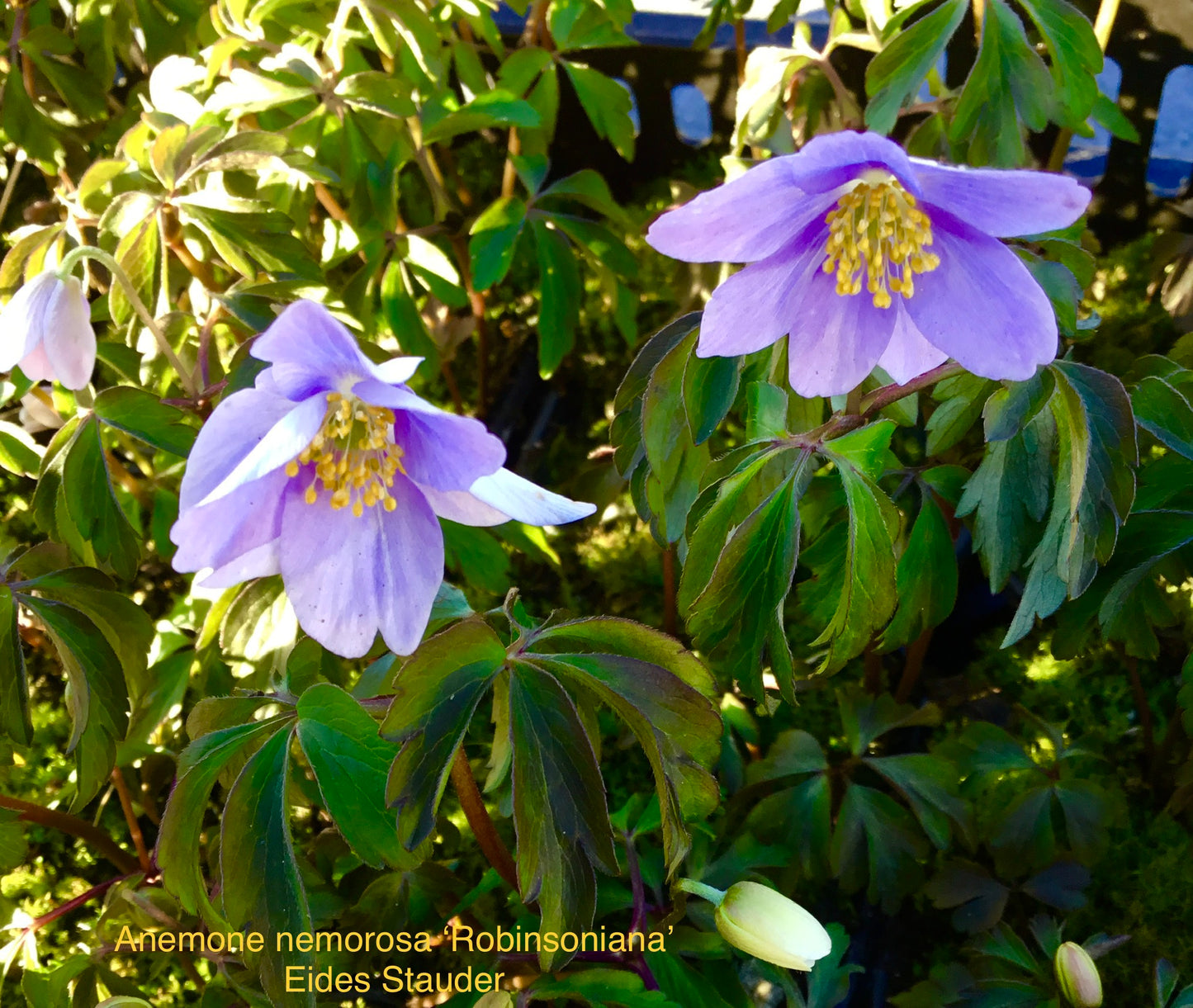 Anemone nemorosa ‘Robinsoniana’