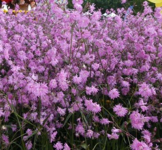 Lychnis flos-cuculi ‘Jenny’