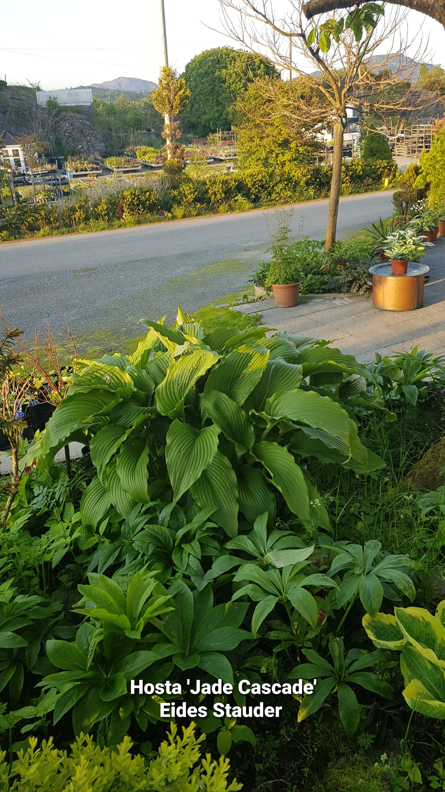 Hosta ‘Jade Cascade’