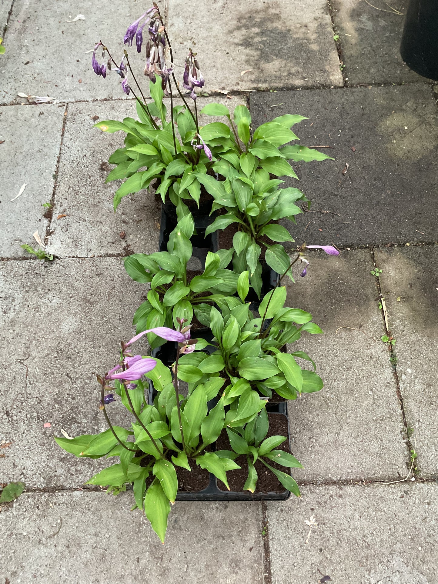 Hosta ‘Purple Passion’