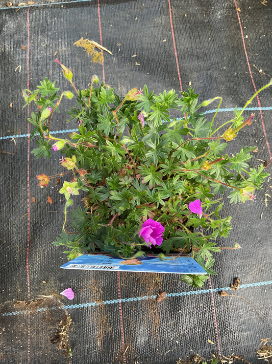 Geranium sanguineum ‘Max Frei’ P11x11