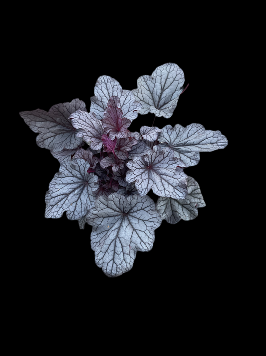 Heuchera ‘Shanghai’ P15