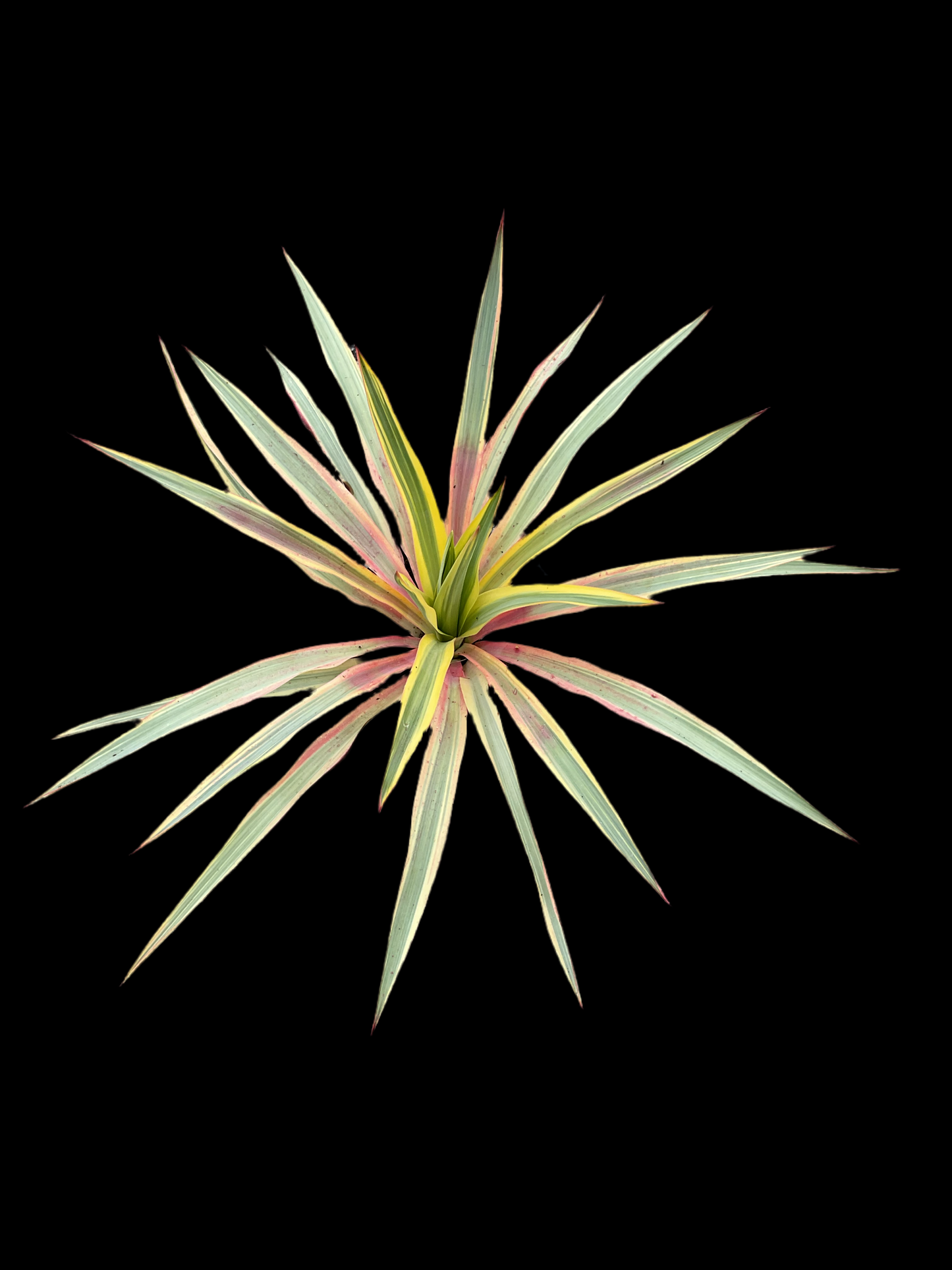 Yucca gloriosa ‘Bright Star’ P17