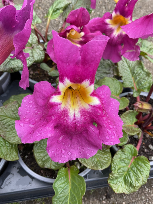 Incarvillea ‘Compacta’