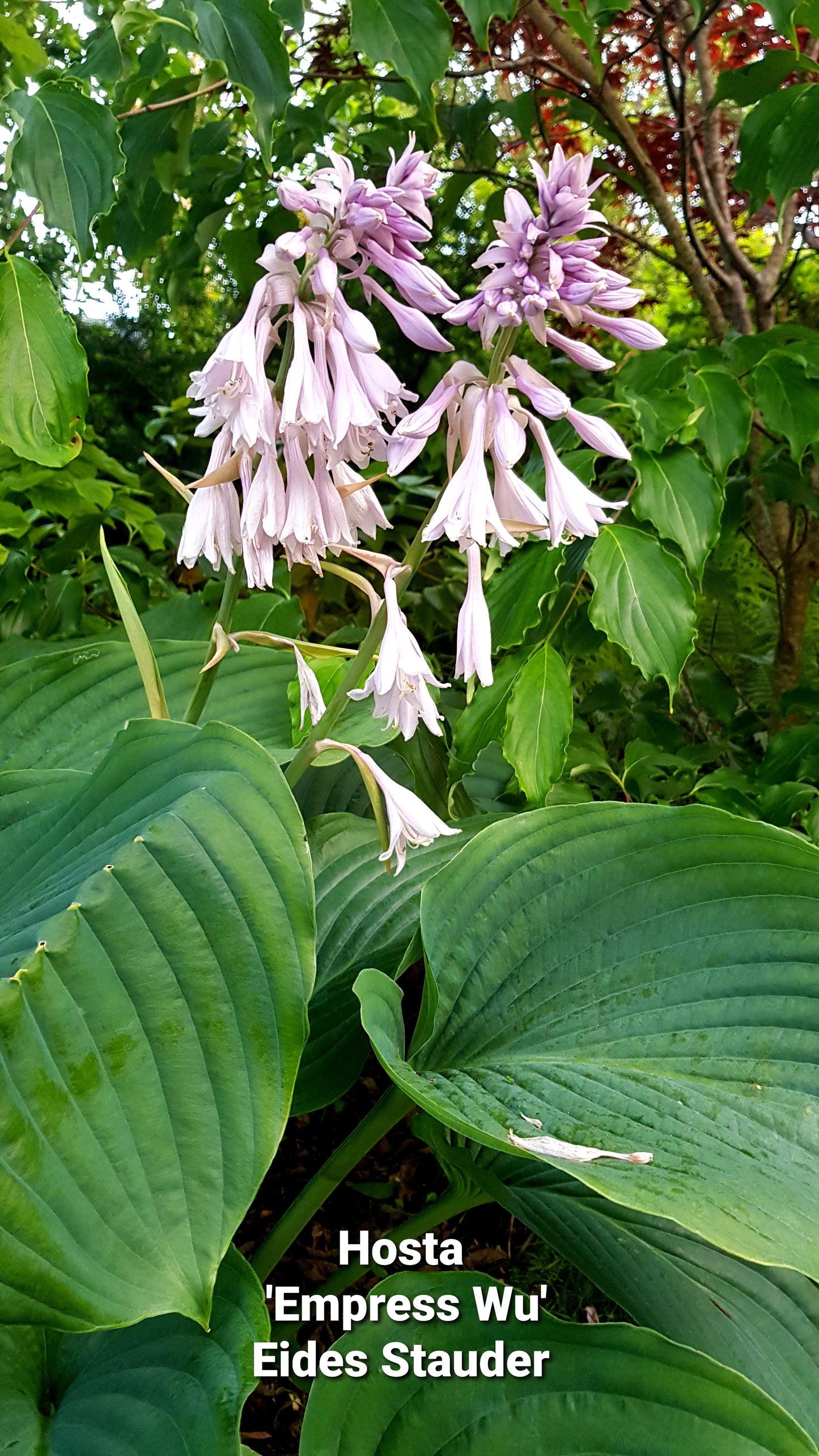 Hosta ‘Empress Wu’