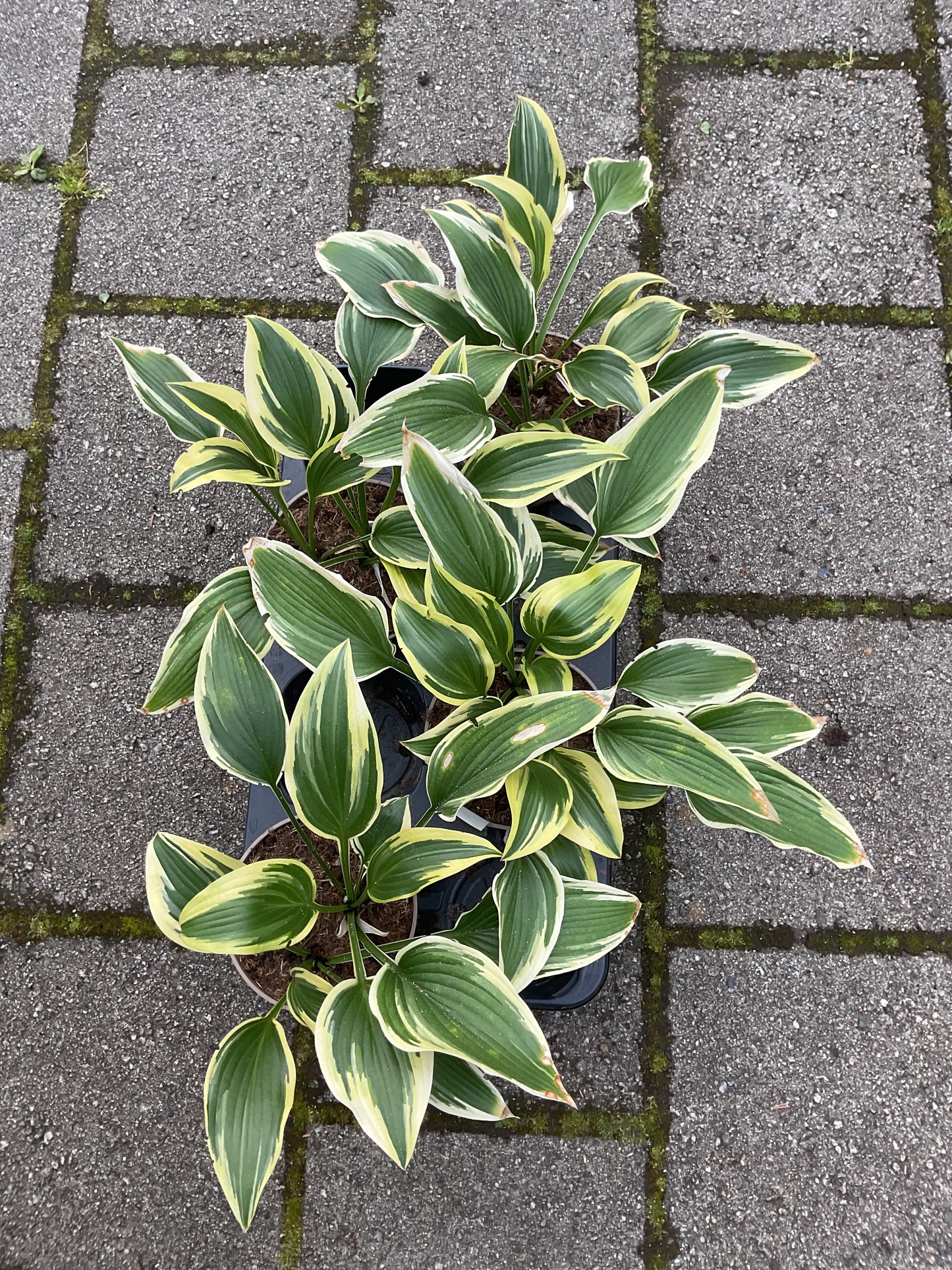 Hosta ‘Exotic Presentation’ P15