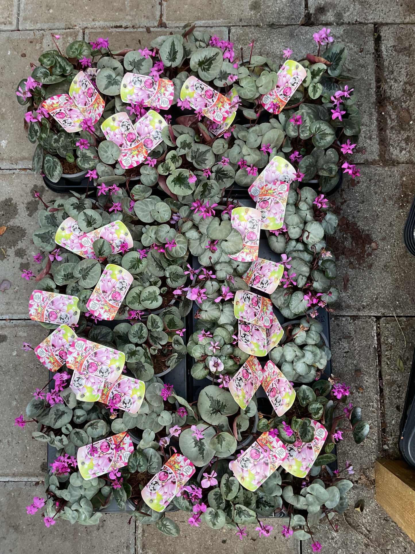 Cyclamen coum