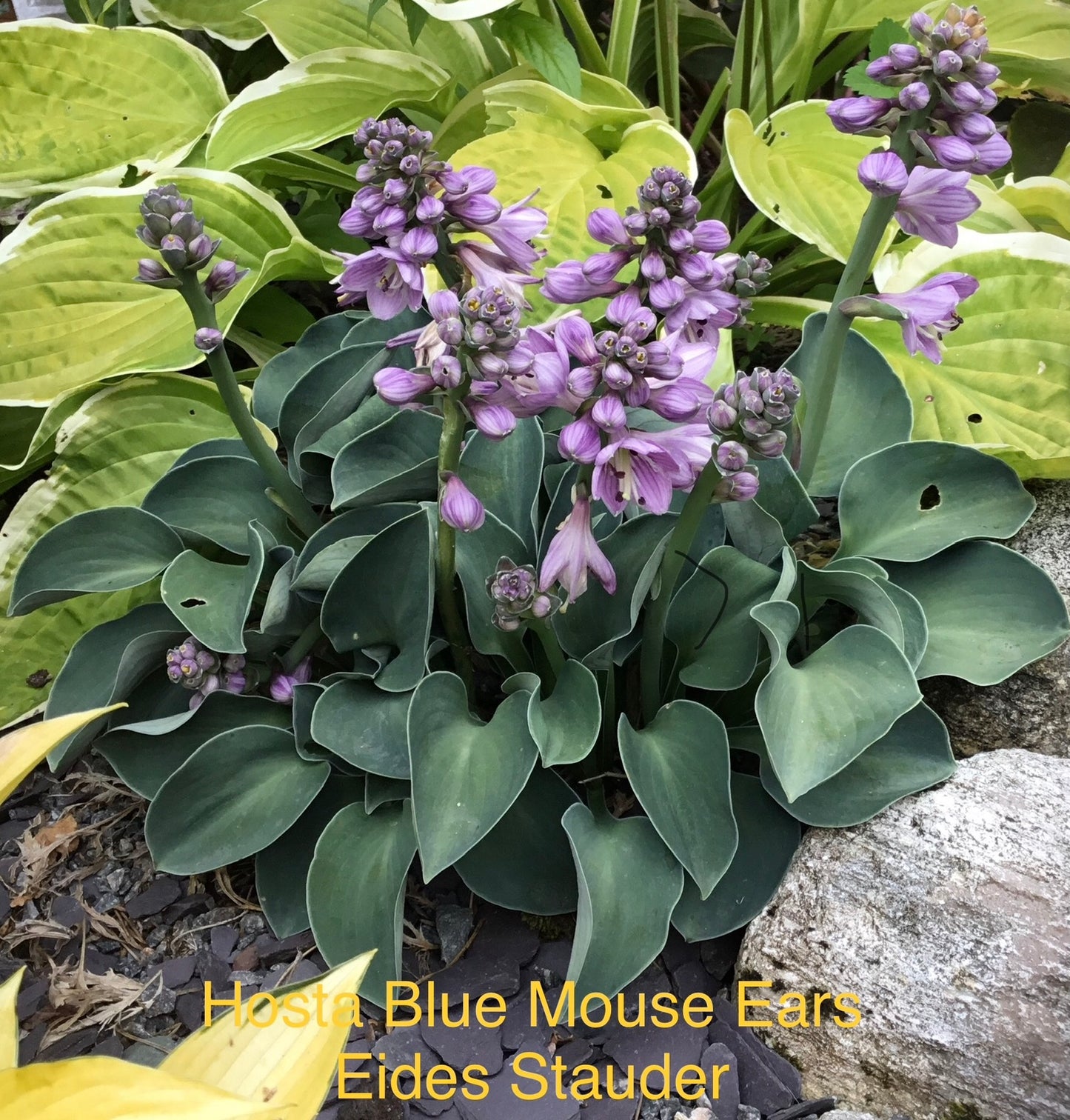 Hosta ‘Blue Mouse Ears’