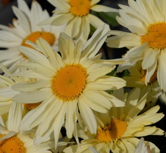 Leucanthemum hyb.’Banana Cream’