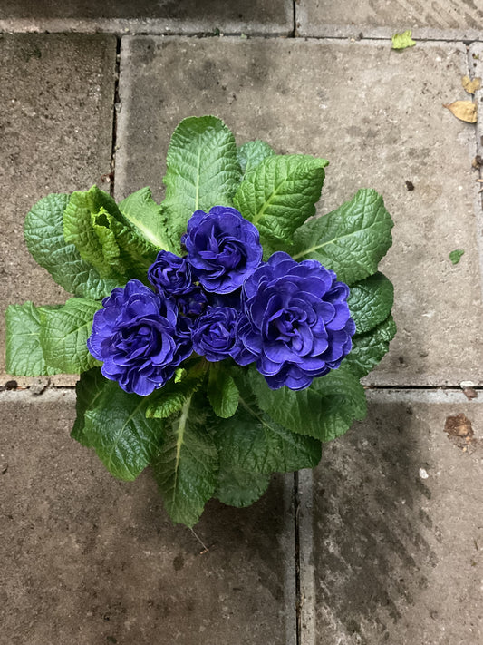 Primula Belarina ‘Cobalt Blue’ P12