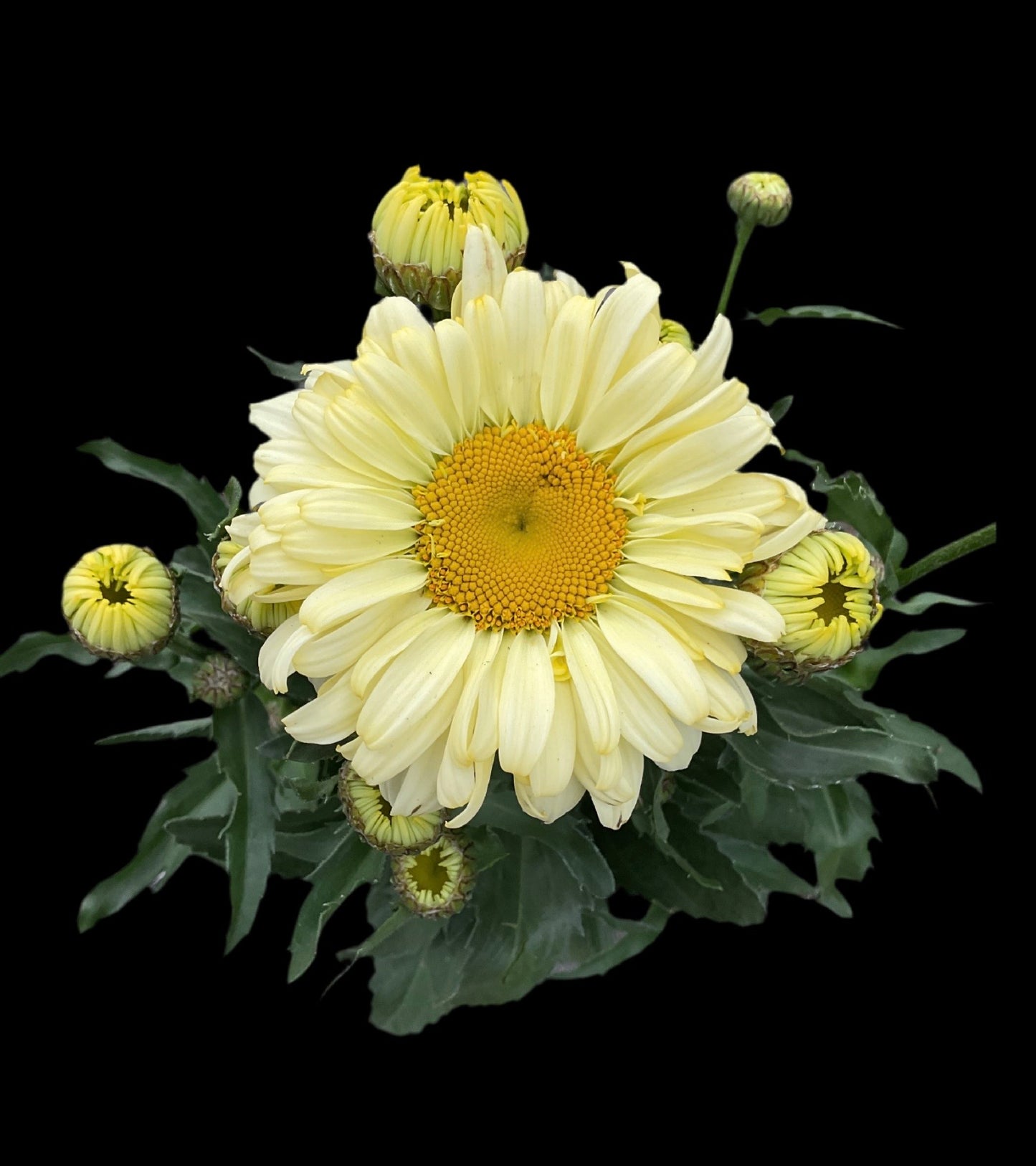 Leucanthemum hyb. ‘Broadway Lights’ P12