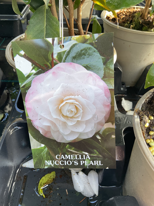 Camellia japonica ‘Nuccio’s Pearl’ P15
