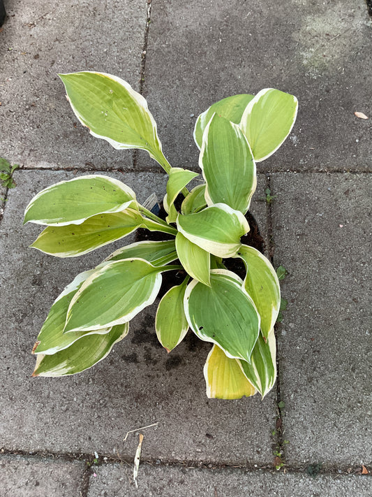 Hosta ‘American Dream’