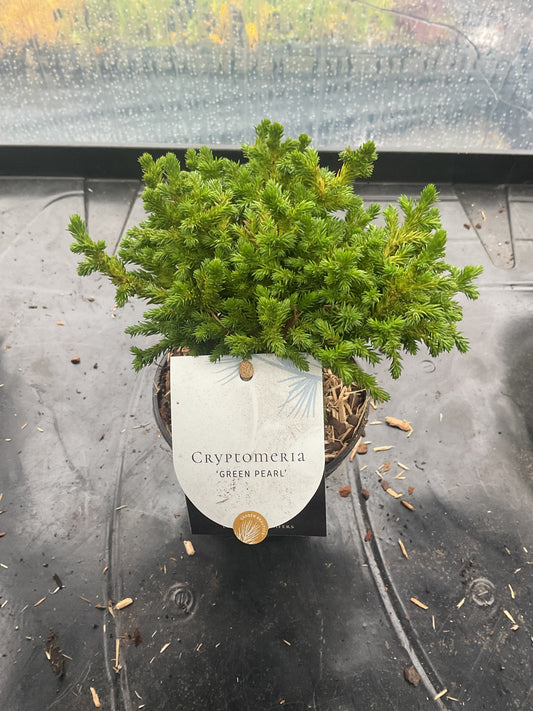 Cryptomeria japonica ‘Green Pearl’ P10
