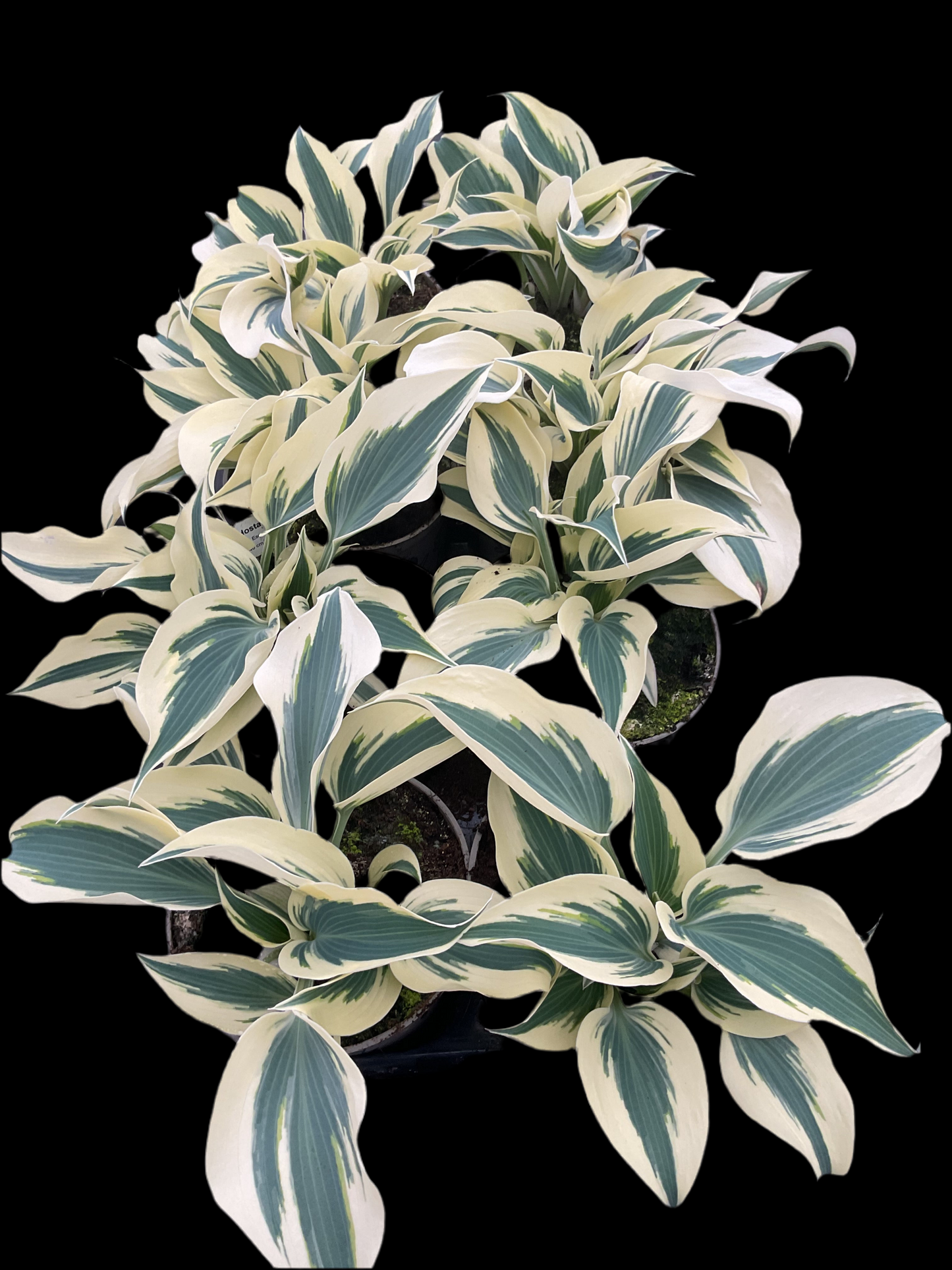 Hosta ‘Great Escape’ P15