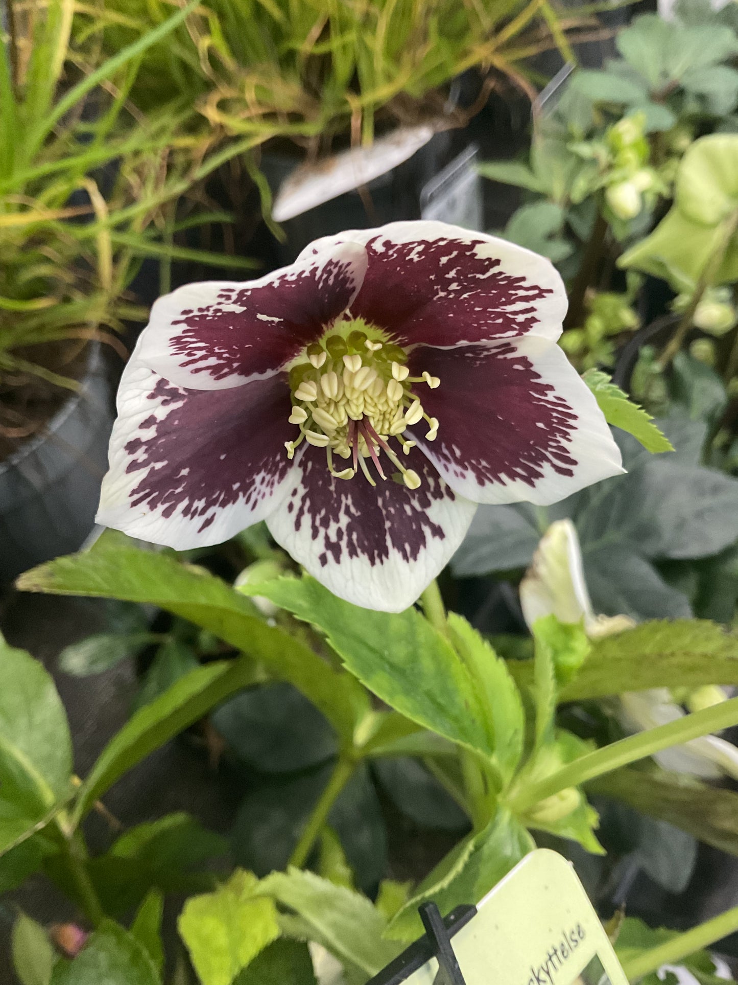Helleborus orientalis ‘Romantic Getaway’ P17