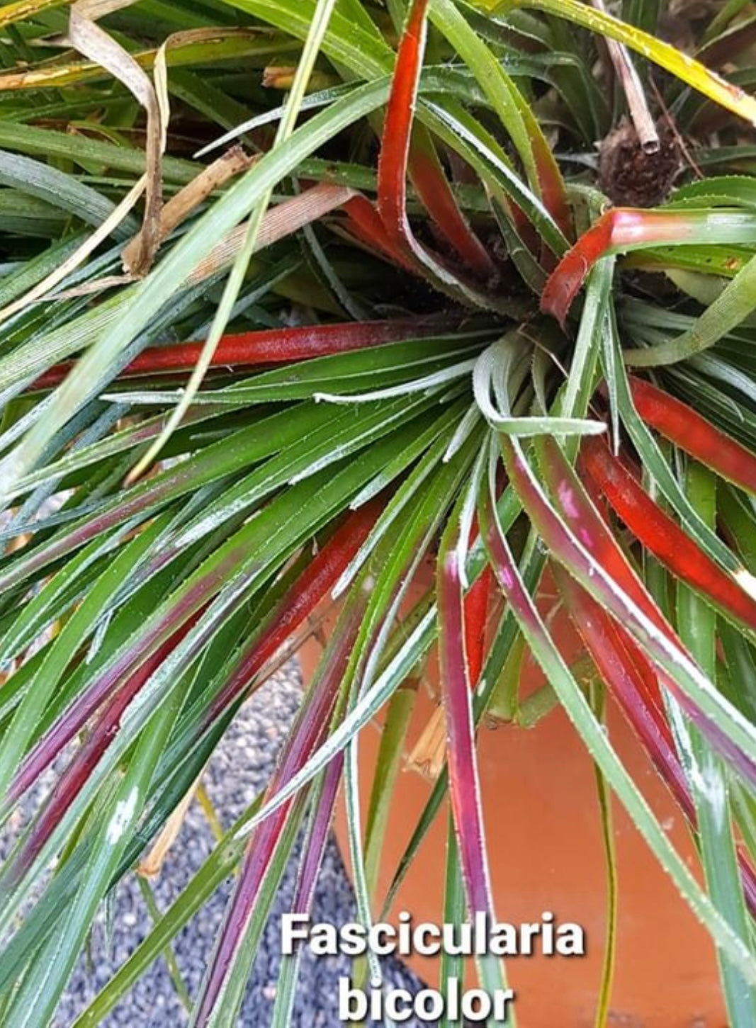 Fascicularia bicolor