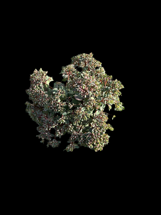 Sedum cauticola ‘Lidakense’ P12
