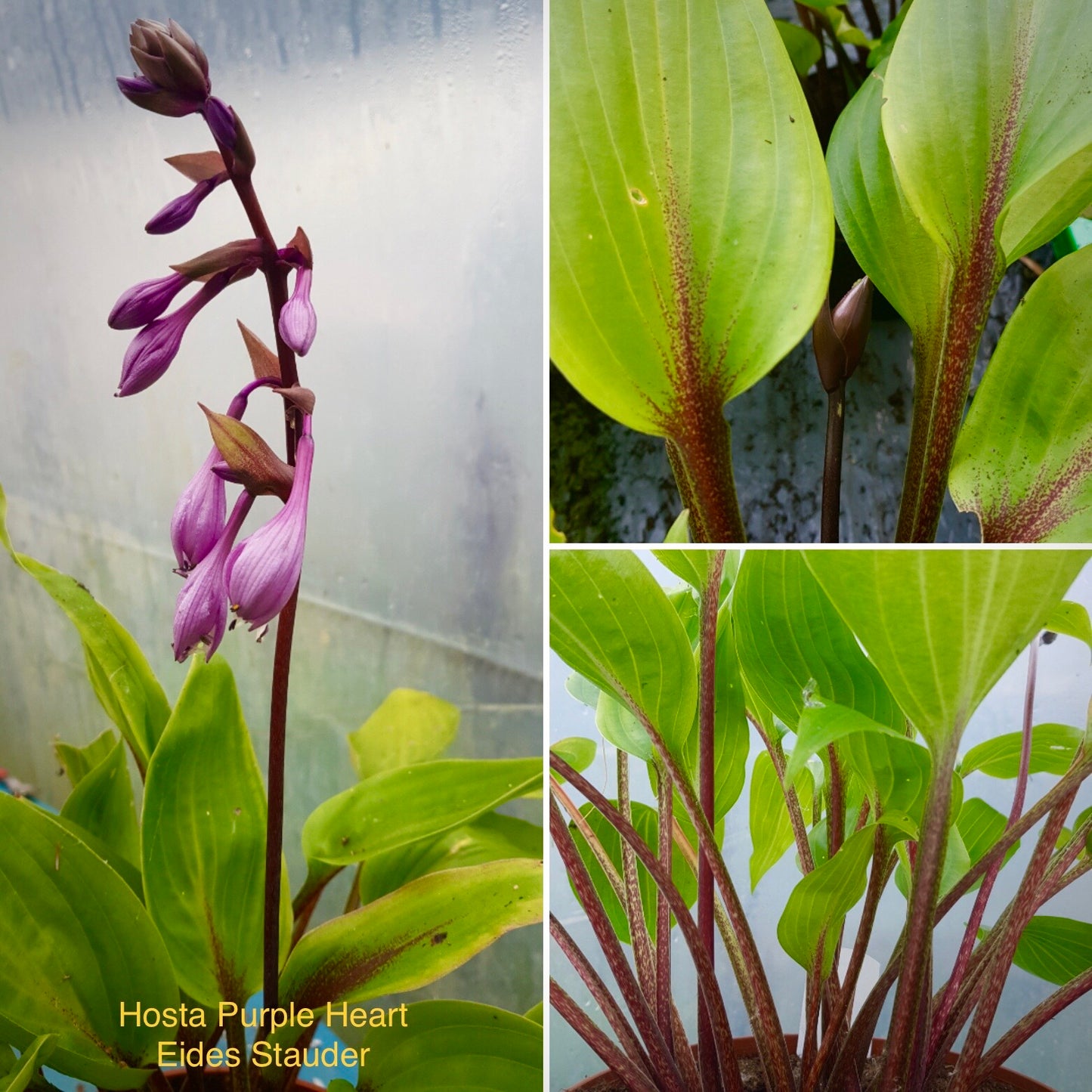 Hosta ‘Purple Heart’