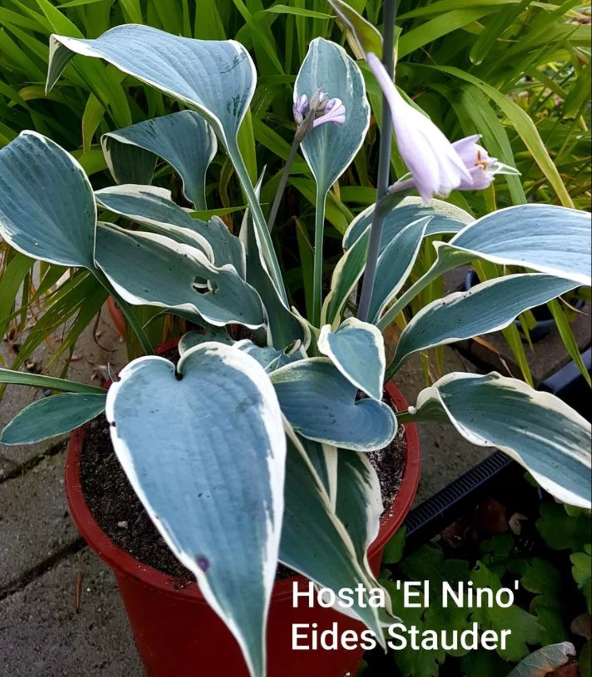 Hosta ‘El Nino’