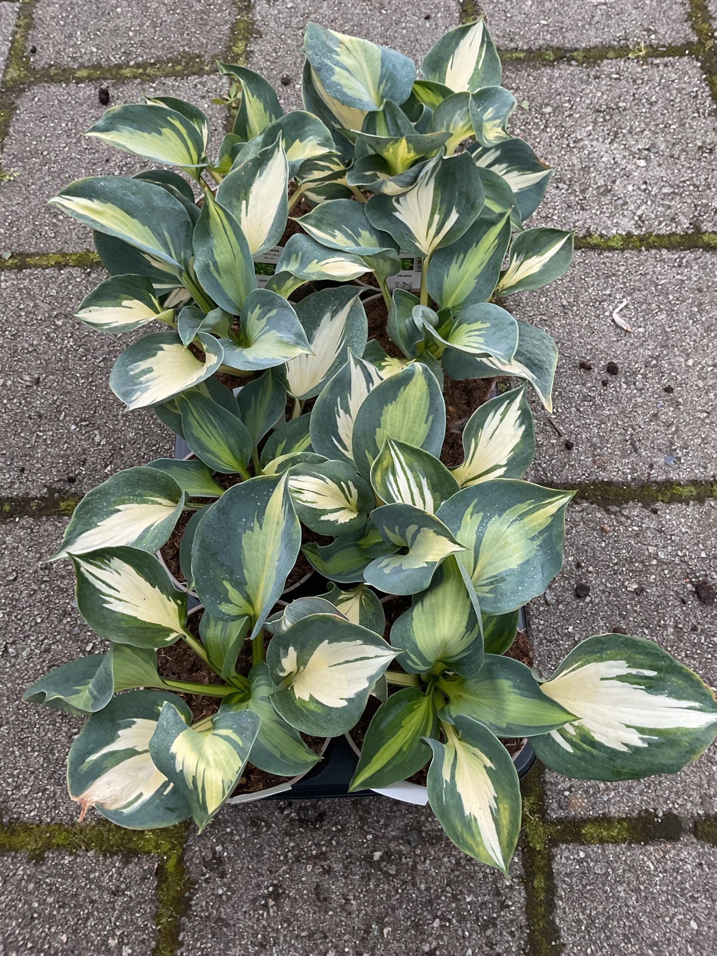 Hosta ‘Beach Boy’
