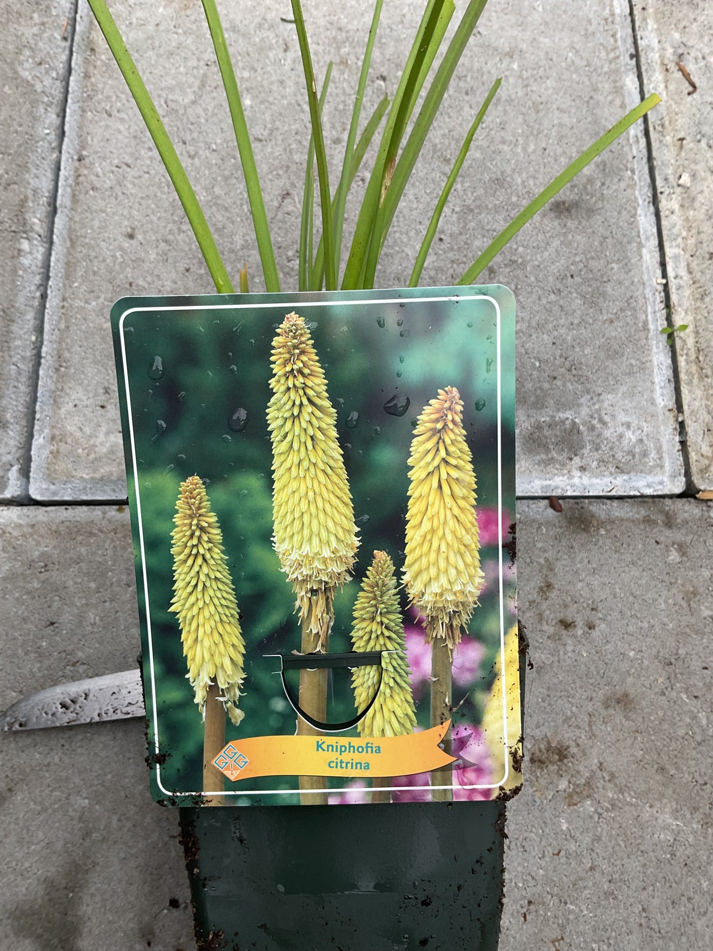 Kniphofia citrina P11x11