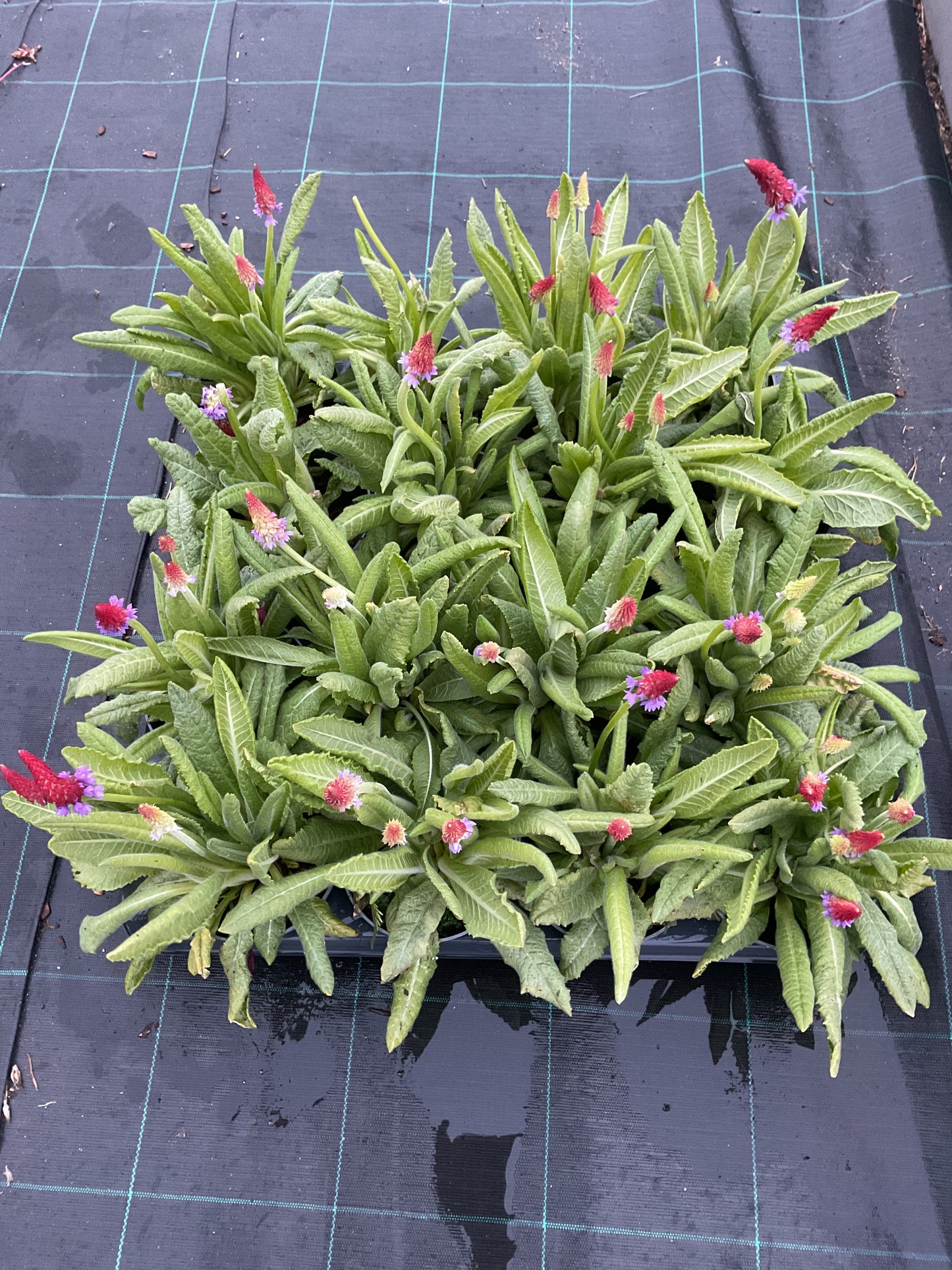 Primula vialii P13