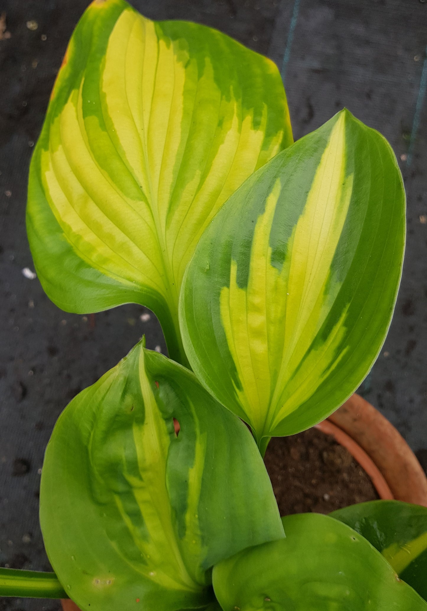 Hosta ‘Cathedral Windows’