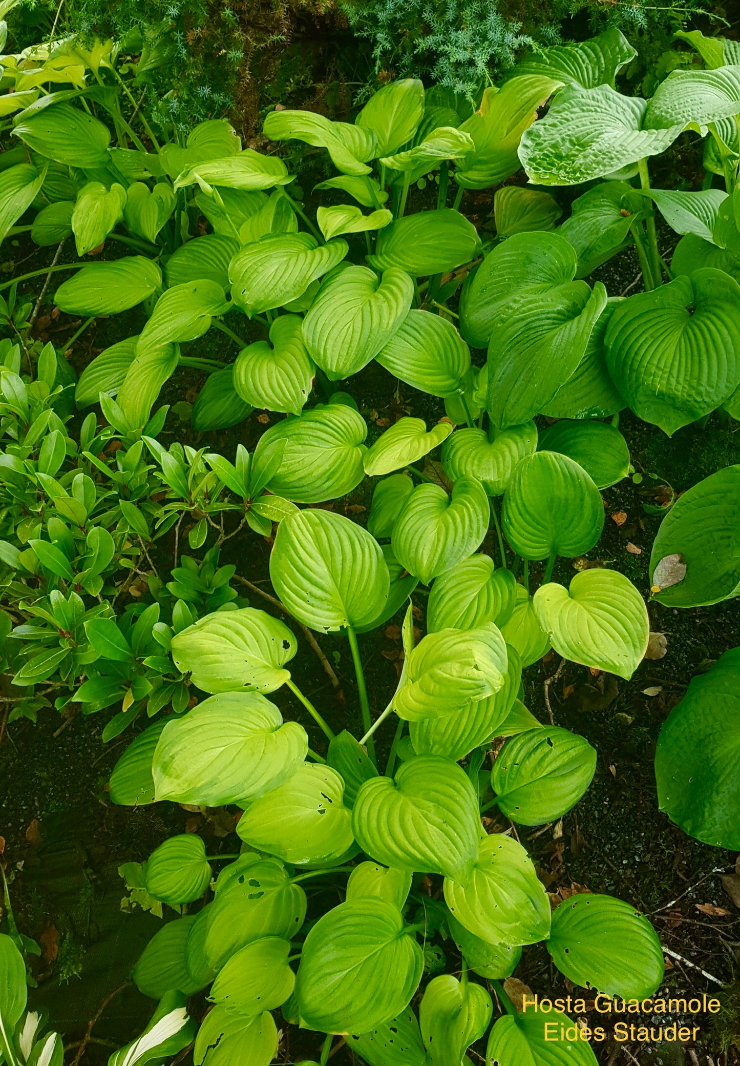 Hosta ‘Guacamole’