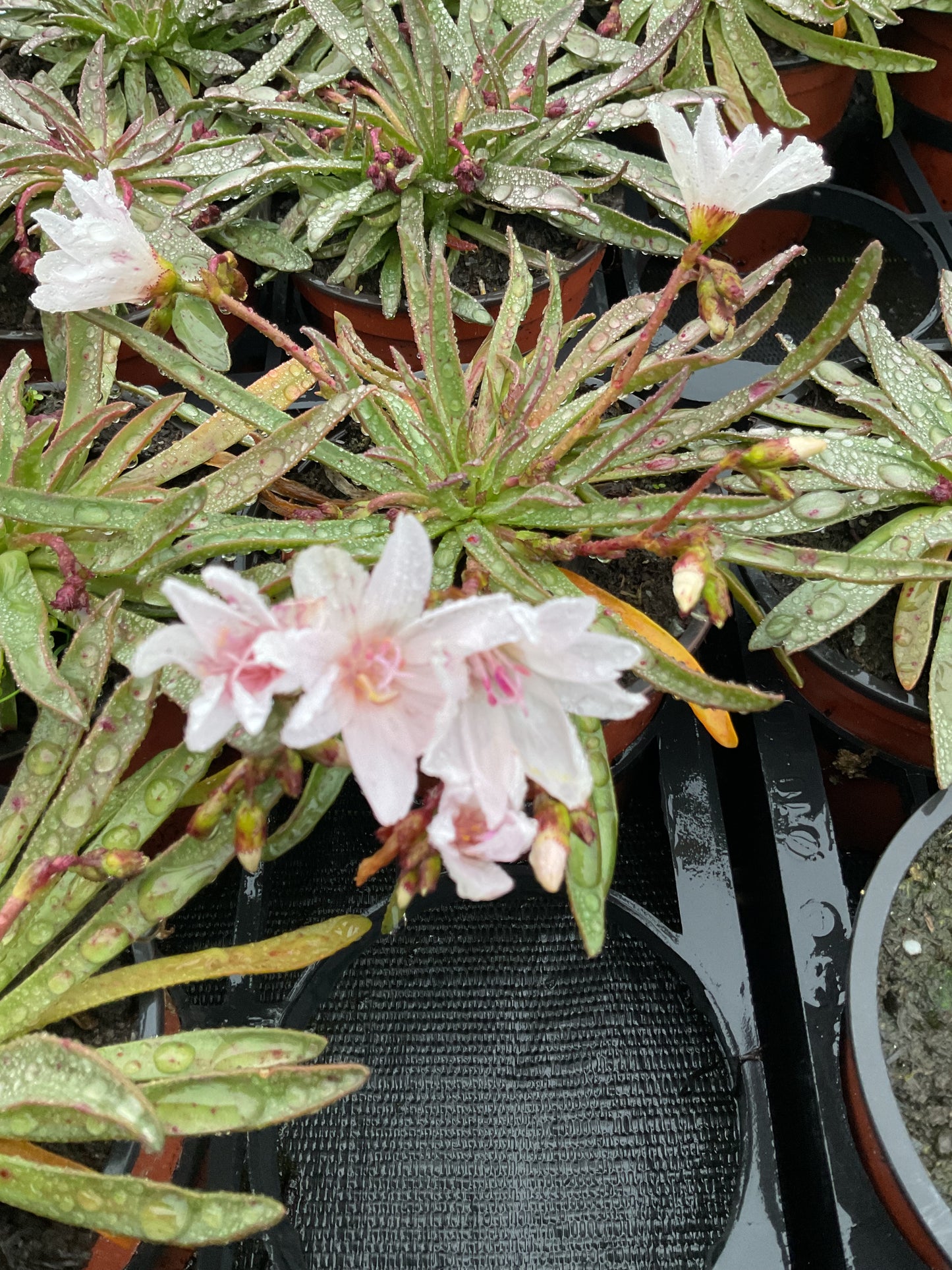 Lewisia longipetala ‘Little Snowberry’ P11
