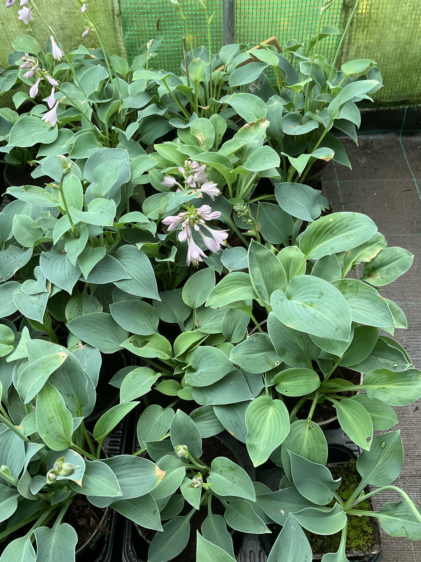 Hosta ‘Blue Cadet’ P12