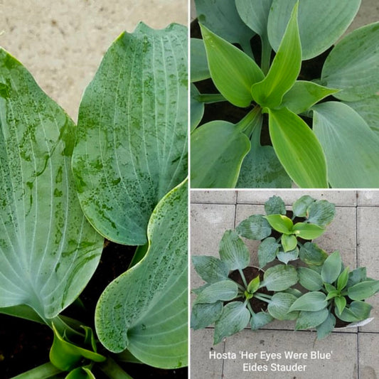 Hosta ‘Her Eyes Were Blue’