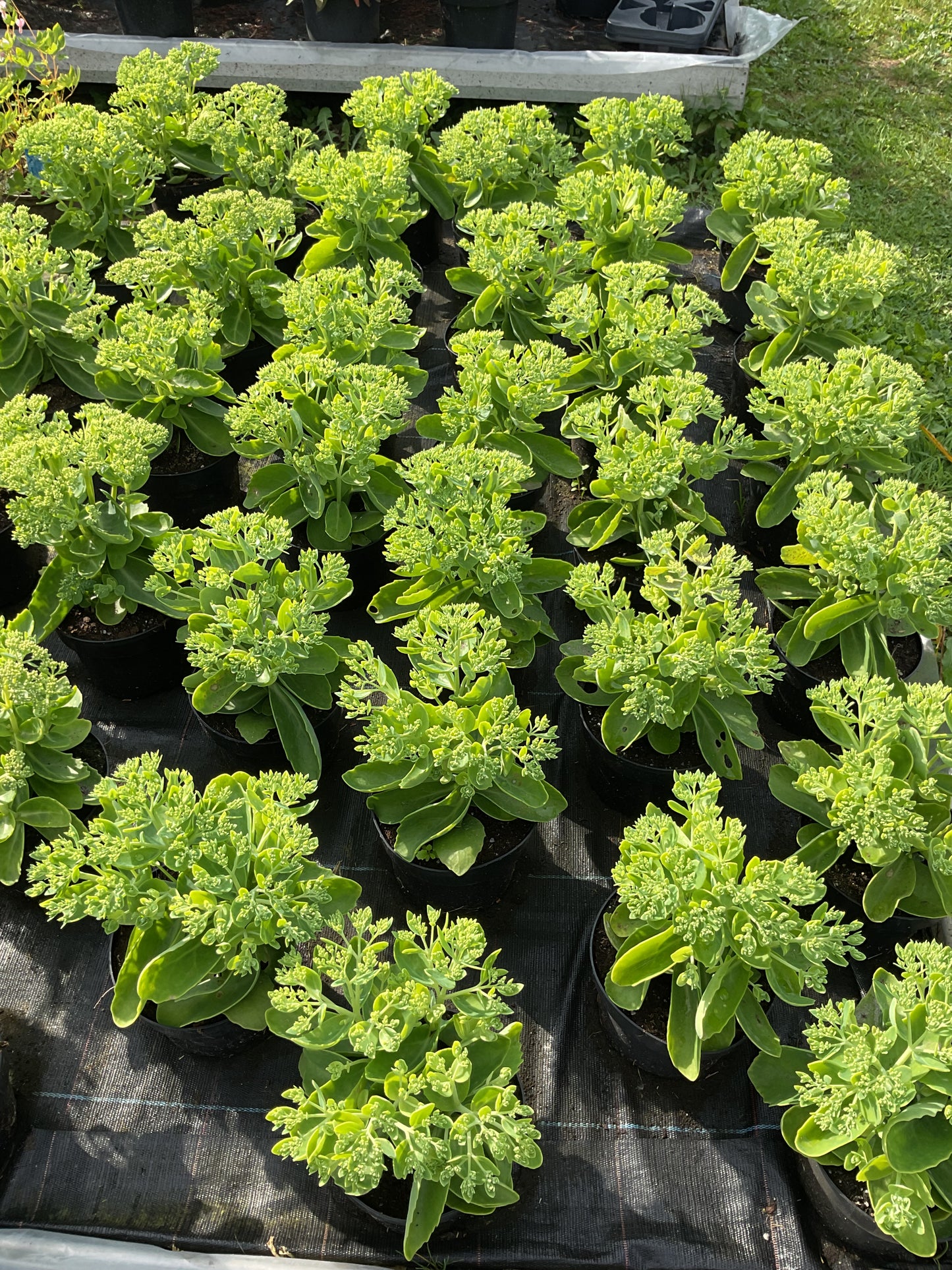Sedum telephium ‘Herbstfreude’ P17